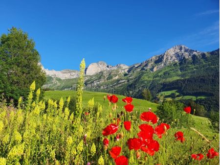 Ausblick Berghaus Heimat, Wiese mit Moonblumen